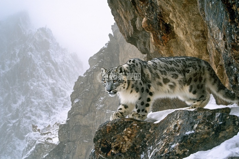 高清大图下载【趣麦麦图】高山上站立的雪豹