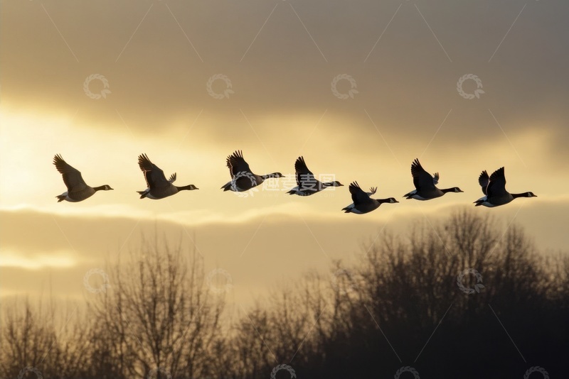 高清大图下载【趣麦麦图】天空中飞翔的一行大雁