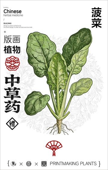菠菜中草药植物线稿版画线稿