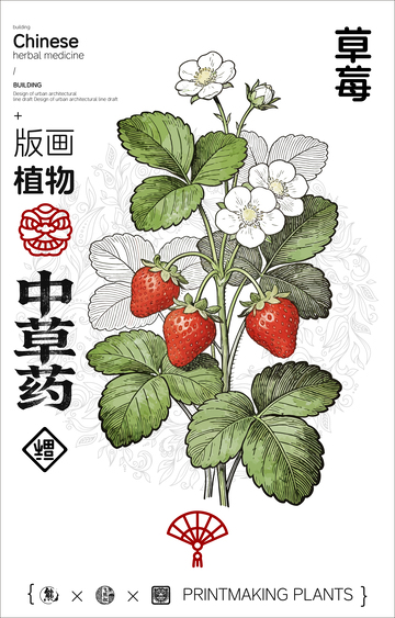 草莓中草药植物线稿版画线稿海报