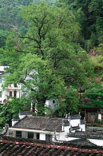 乡村古韵大树白墙