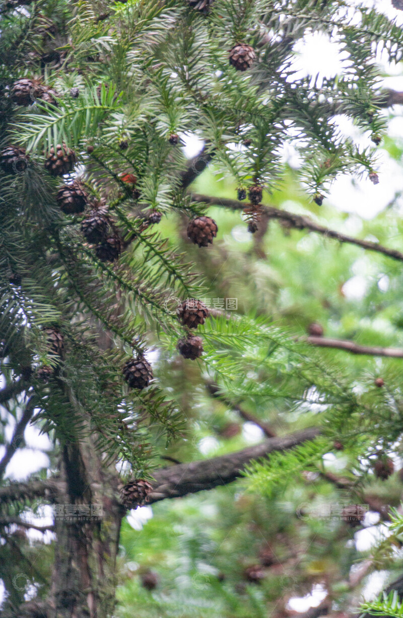 高清大图下载【趣麦麦图】杉木特写自然风光摄影1