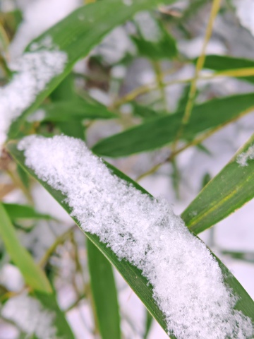 冬雪覆盖绿叶