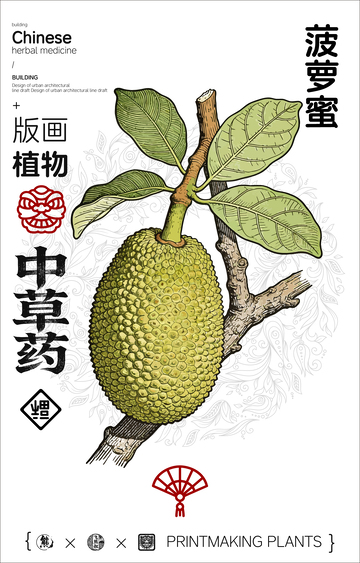 菠萝蜜中草药植物线稿版画线稿海报