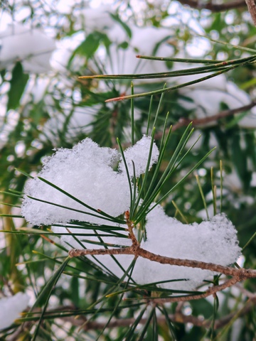 雪松针叶积雪冬日美景