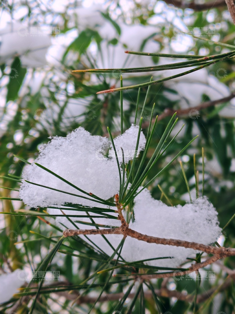 高清大图下载【趣麦麦图】雪松针叶积雪冬日美景