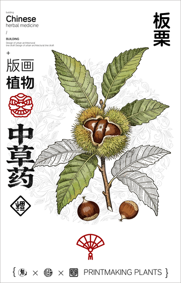 板栗中草药线稿版画海报