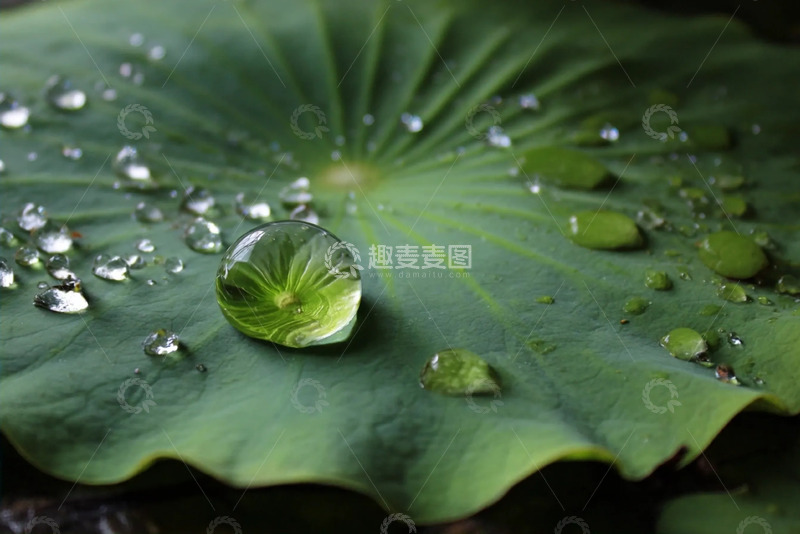 高清大图下载【趣麦麦图】水珠唯美的停留荷叶上
