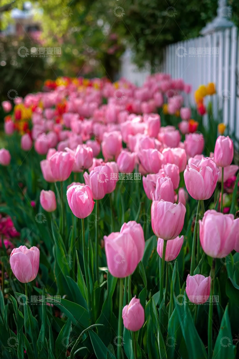 高清大图下载【趣麦麦图】艳色娇蕊裹的晴光花田