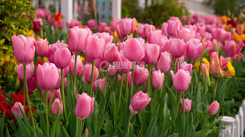 高清大图下载【趣麦麦图】芳丛花田里的娇蕊繁英