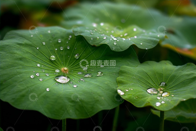 高清大图下载【趣麦麦图】翠盘凝珠清荷碧叶