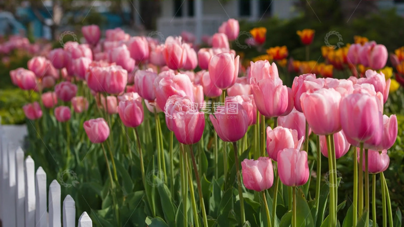 高清大图下载【趣麦麦图】粉郁花簇裹的晴光春野