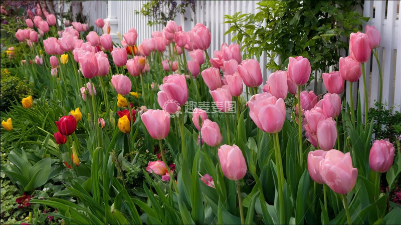 高清大图下载【趣麦麦图】暖粉明霞间的花簇柔瓣