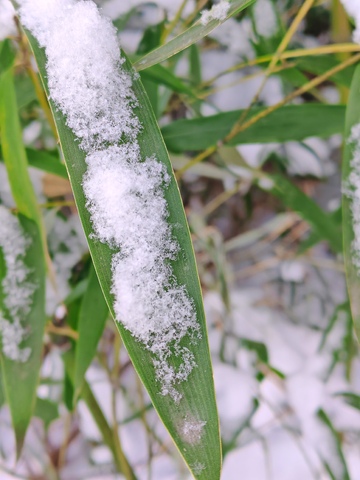 冬日雪覆绿叶
