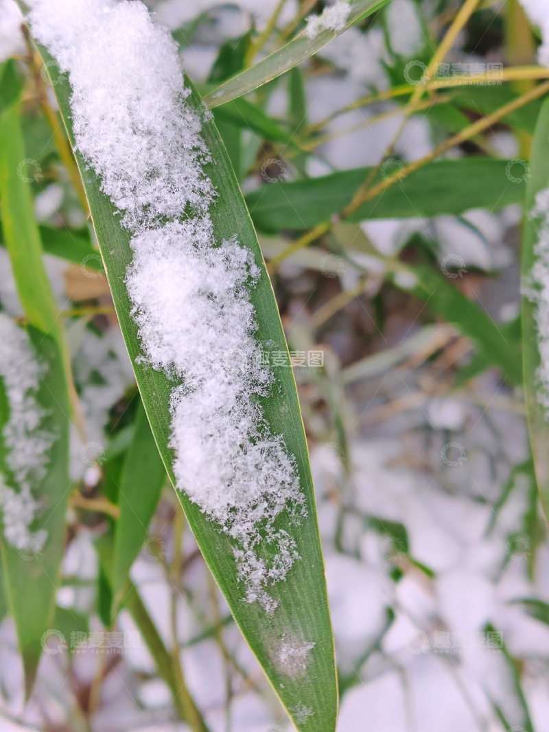 高清大图下载【趣麦麦图】冬日雪覆绿叶