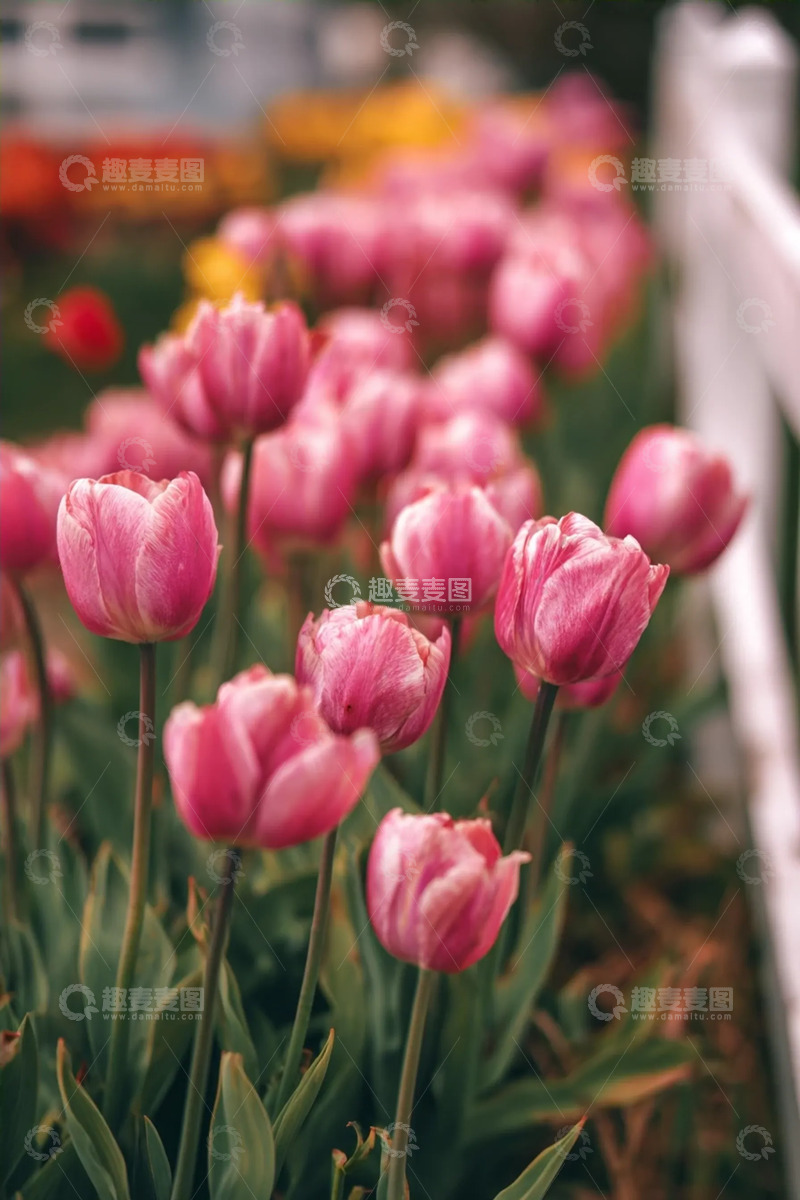 高清大图下载【趣麦麦图】春野晴光下的粉郁柔瓣