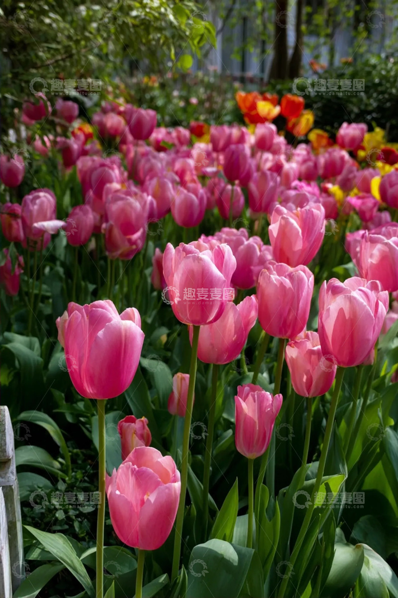 高清大图下载【趣麦麦图】花簇繁英中的春野暖粉