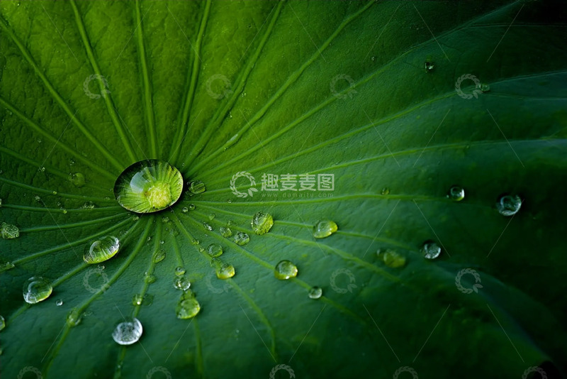 高清大图下载【趣麦麦图】荷叶水珠摄影图