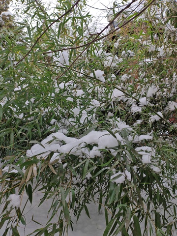 雪覆盖绿叶景观自然摄影