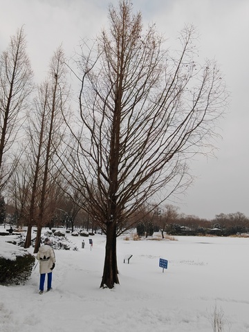 冬日雪景树木行人