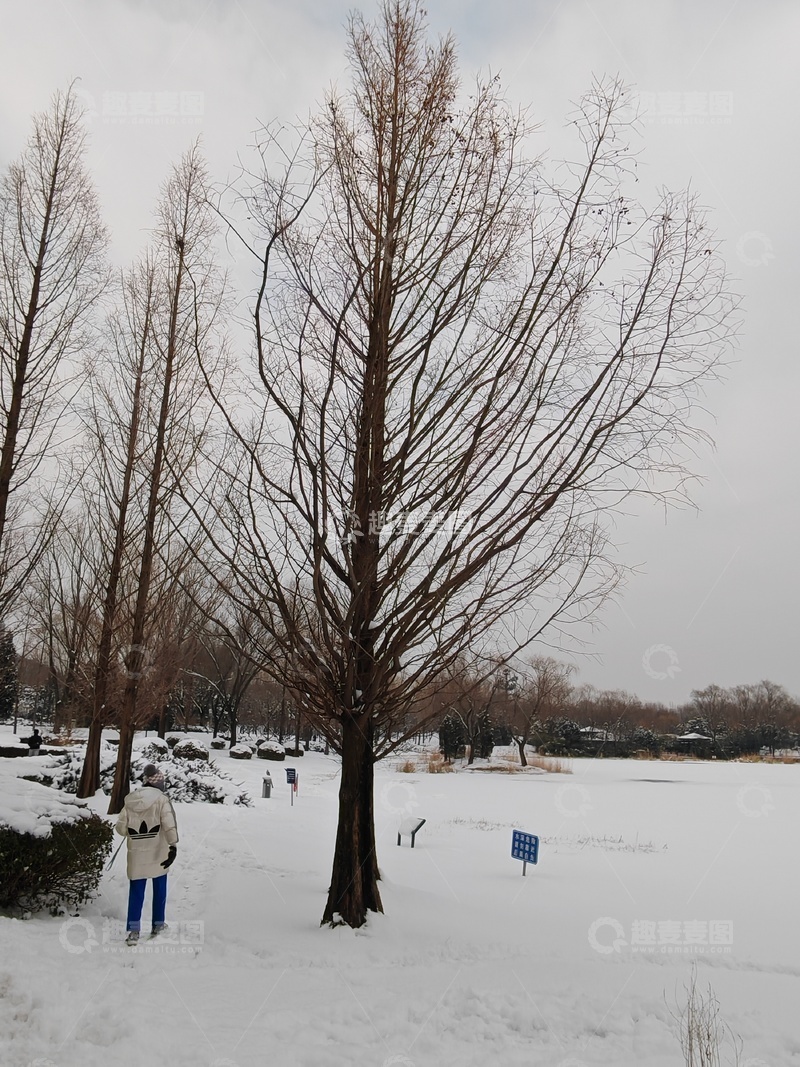 高清大图下载【趣麦麦图】冬日雪景树木行人