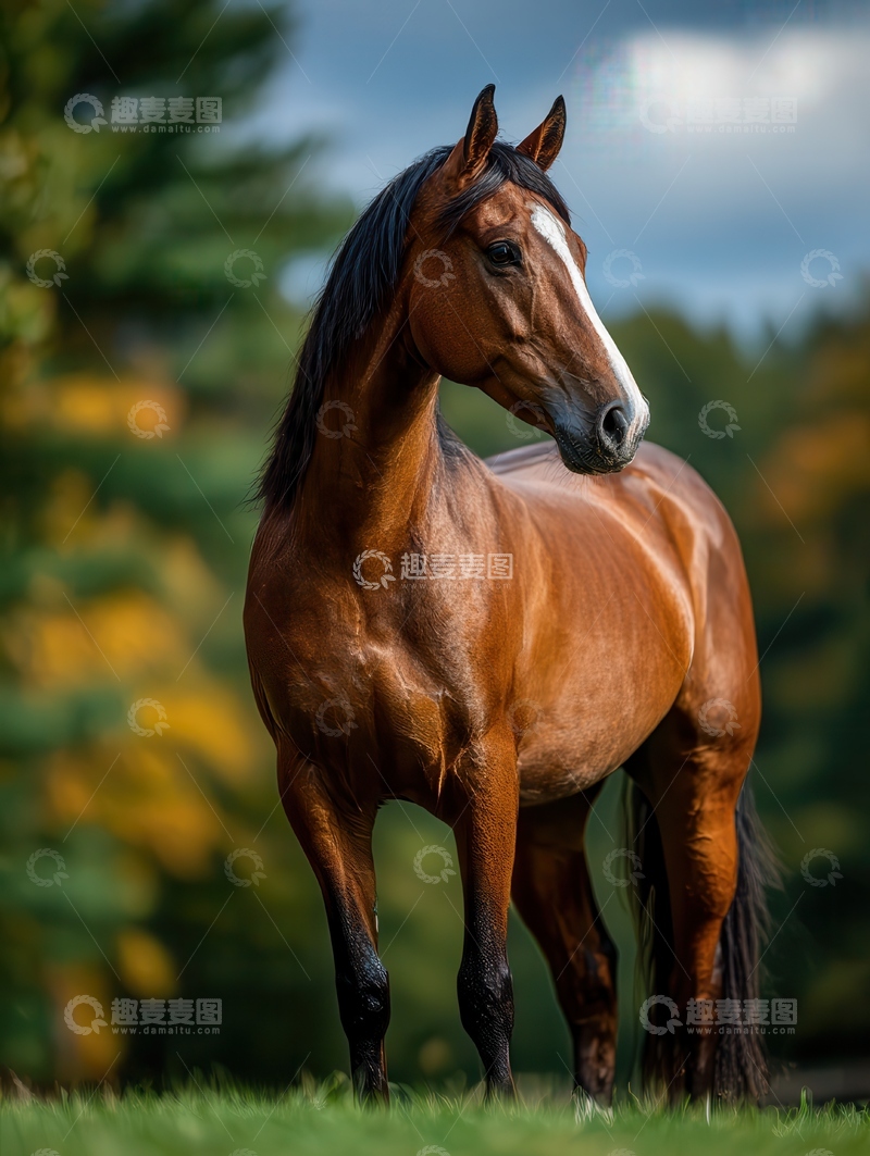 高清大图下载【趣麦麦图】汉诺威马  挺拔   弹韧 