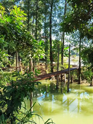 森林池塘木桥风景