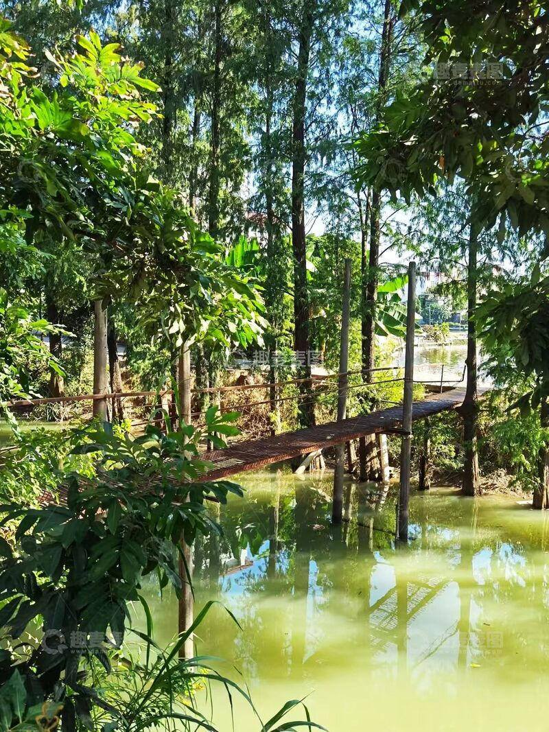 高清大图下载【趣麦麦图】-森林池塘木桥风景