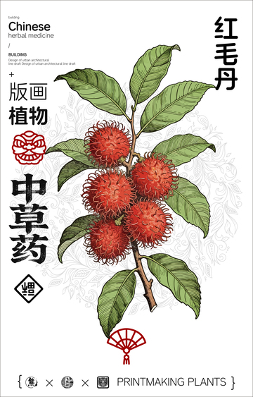 红毛丹中草药植物线稿版画线稿海报