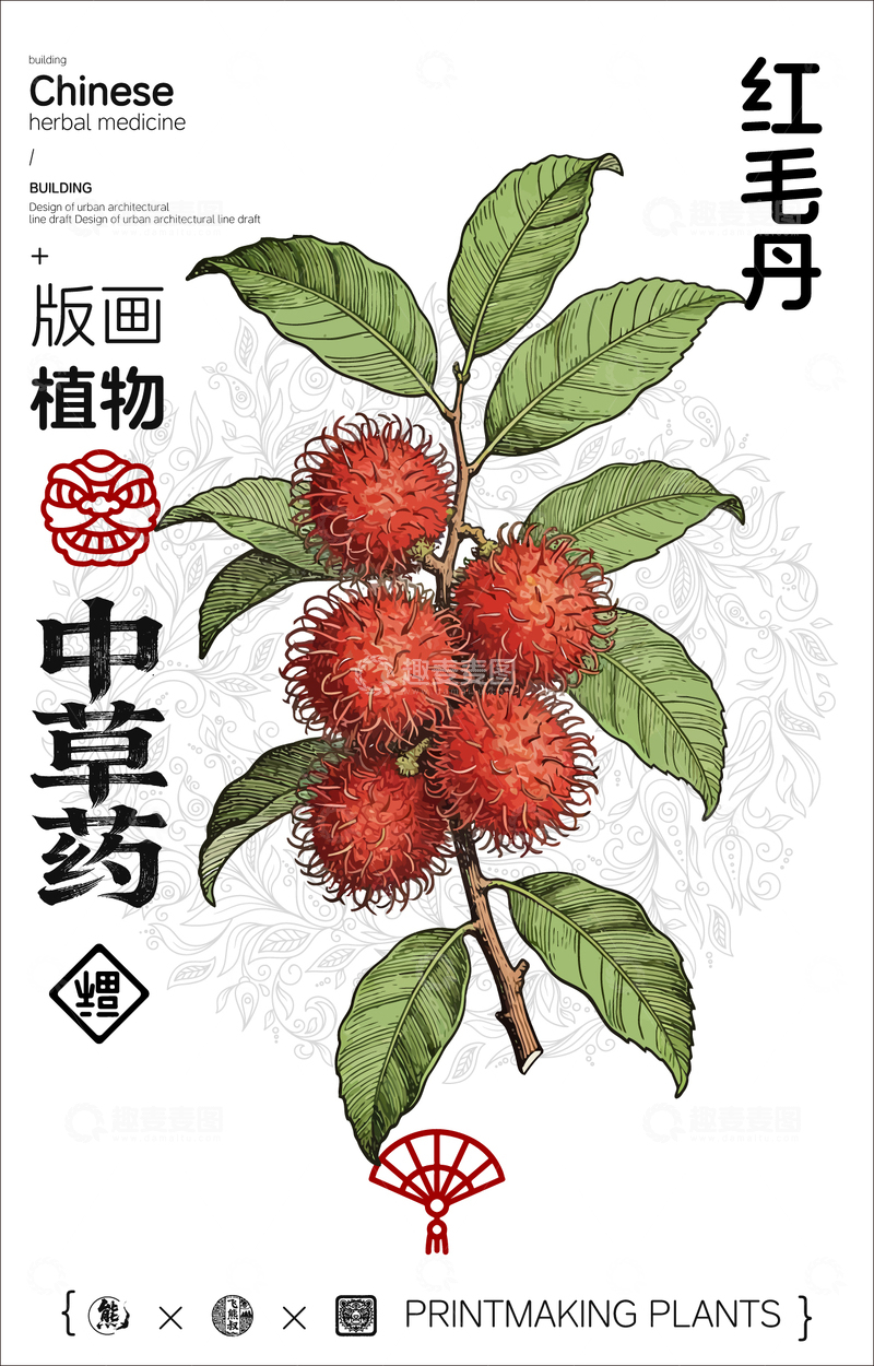 源文件下载【趣麦麦图】红毛丹中草药植物线稿版画线稿海报