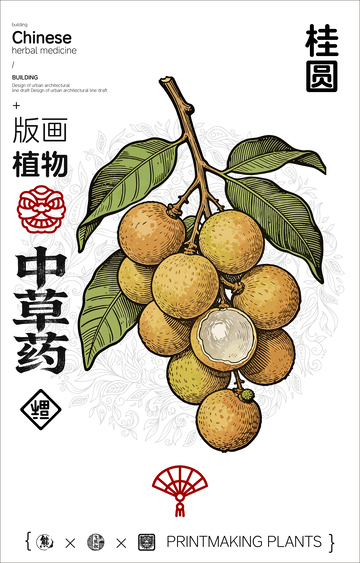 桂圆中草药植物线稿版画线稿海报