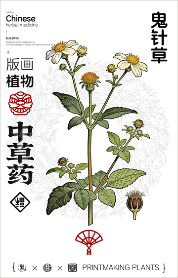 鬼针草中草药植物线稿版画线稿海报