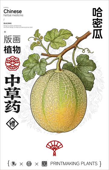 哈密瓜中草药植物线稿版画线稿海报