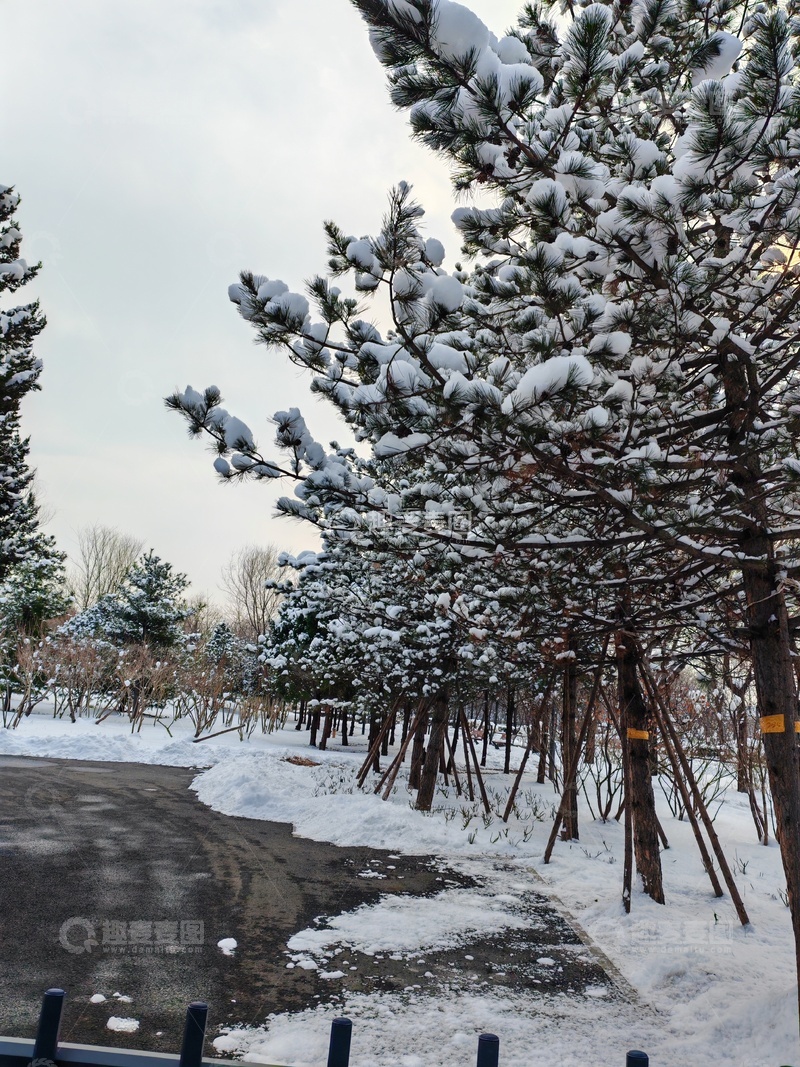 高清大图下载【趣麦麦图】雪景松林小路风光摄影