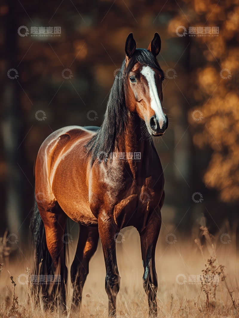 高清大图下载【趣麦麦图】霍士丹马  匀称  端正  