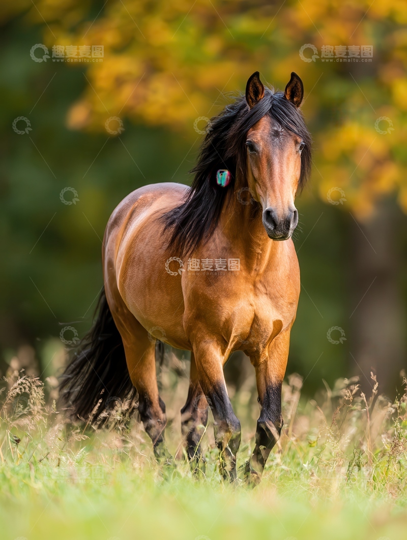 高清大图下载【趣麦麦图】霍士丹马  匀称  紧凑  