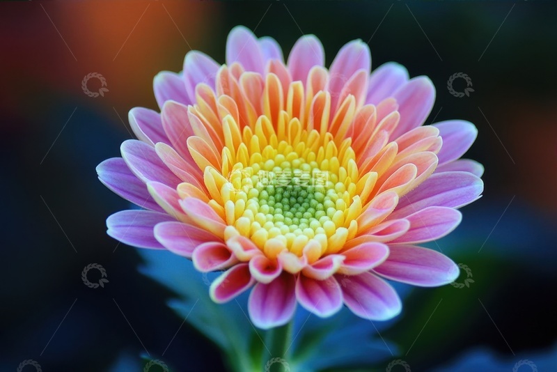 高清大图下载【趣麦麦图】千瓣菊花花卉