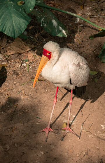 动物园鸟禽黄嘴鹮鹳摄影图