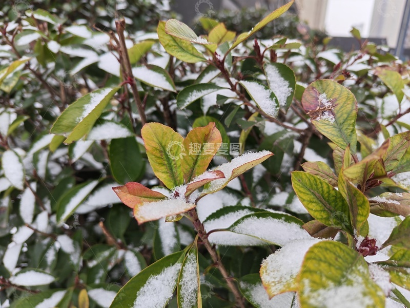 高清大图下载【趣麦麦图】雪花绿植枝叶