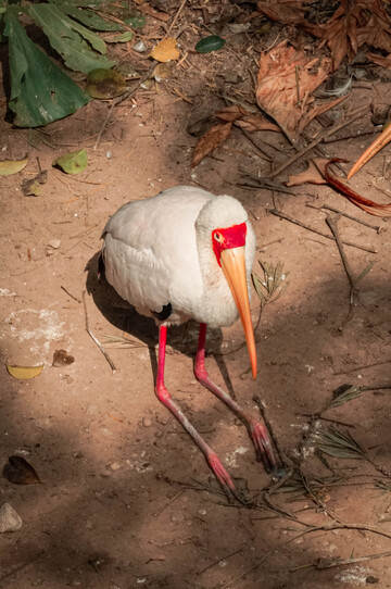 自然野生黄嘴鹮鹳坐姿摄影图