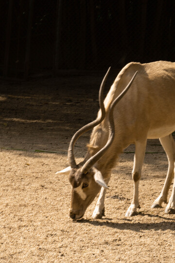 旋角羚特写自然光影动物摄影