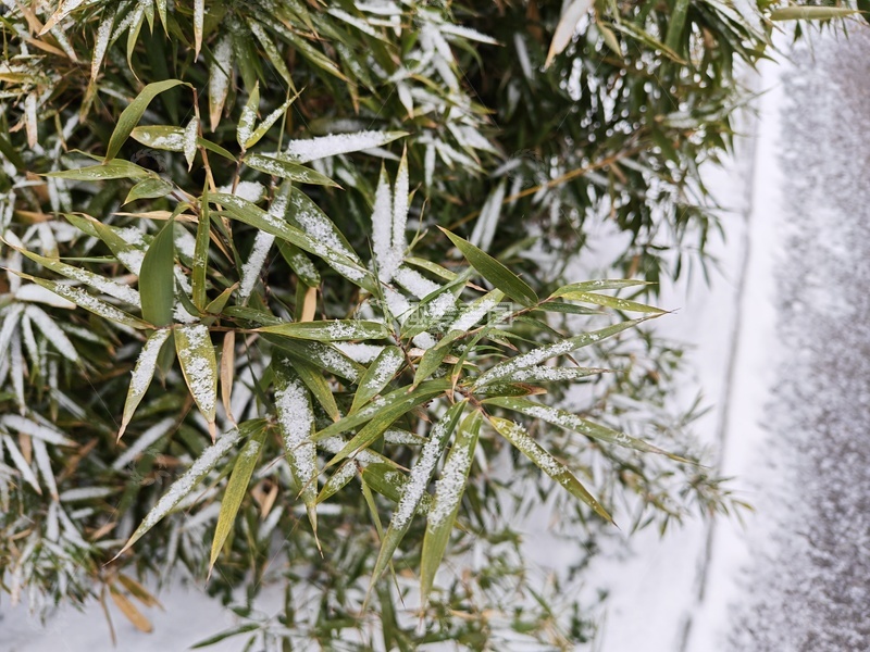 高清大图下载【趣麦麦图】雪后植物摄影