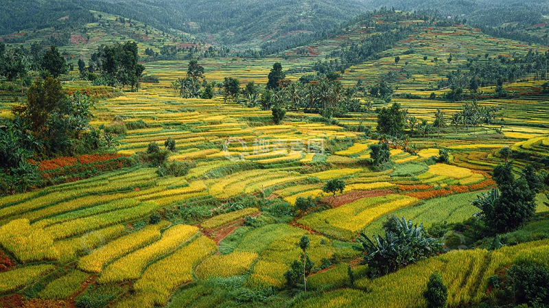 高清大图下载【趣麦麦图】山间梯田秋色