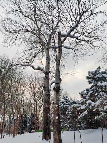 冬日雪景树木风光