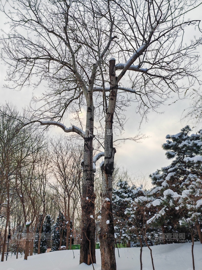 高清大图下载【趣麦麦图】冬日雪景树木风光