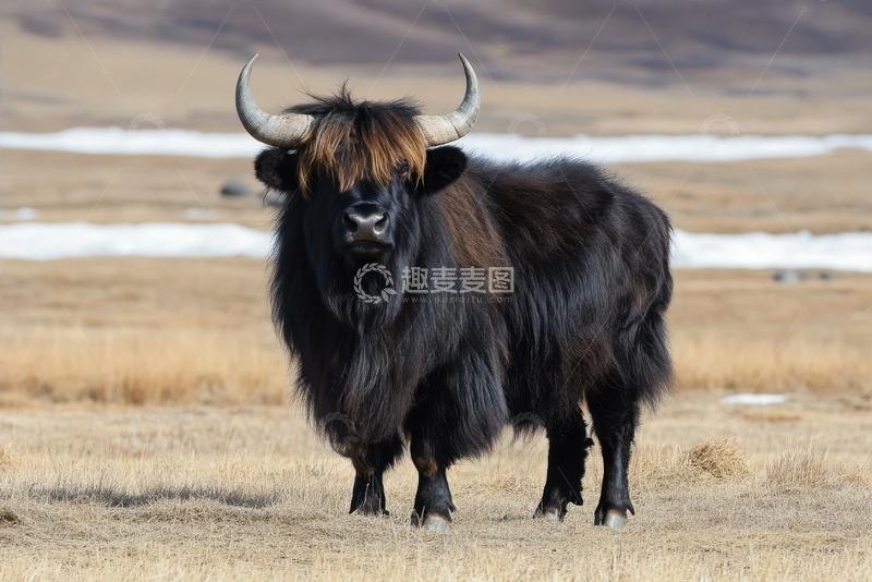 高清大图下载【趣麦麦图】草原上的一头黑色牦牛