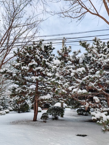冬日雪景松树风光