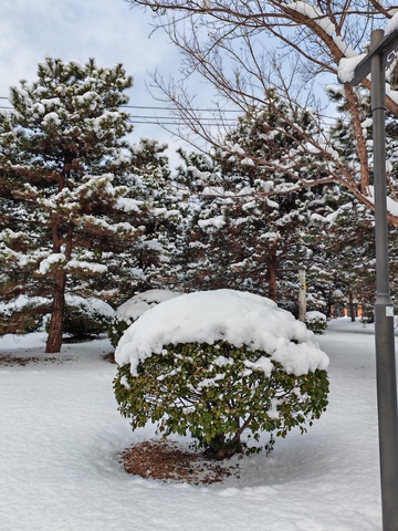 冬日雪景松树灌木摄影图