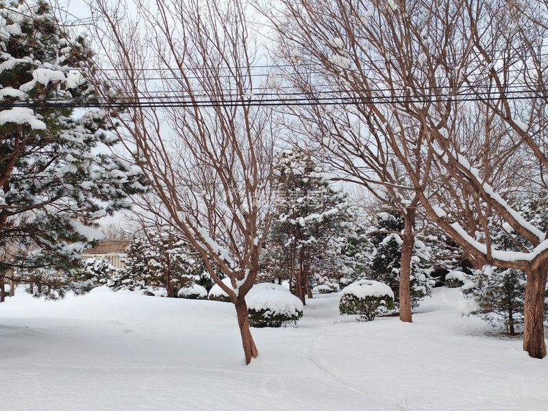 高清大图下载【趣麦麦图】冬日雪景树林风光摄影图片