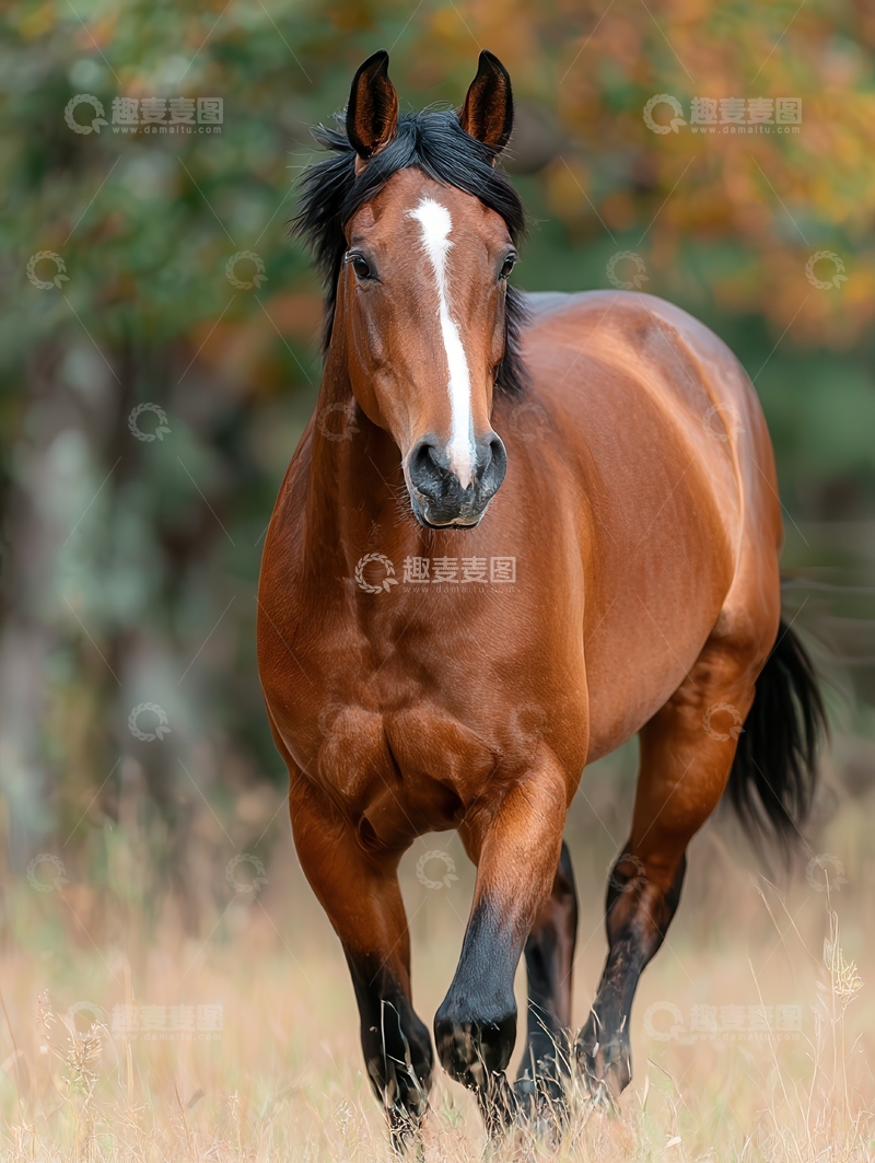 高清大图下载【趣麦麦图】纯血马  神骏  骤驰